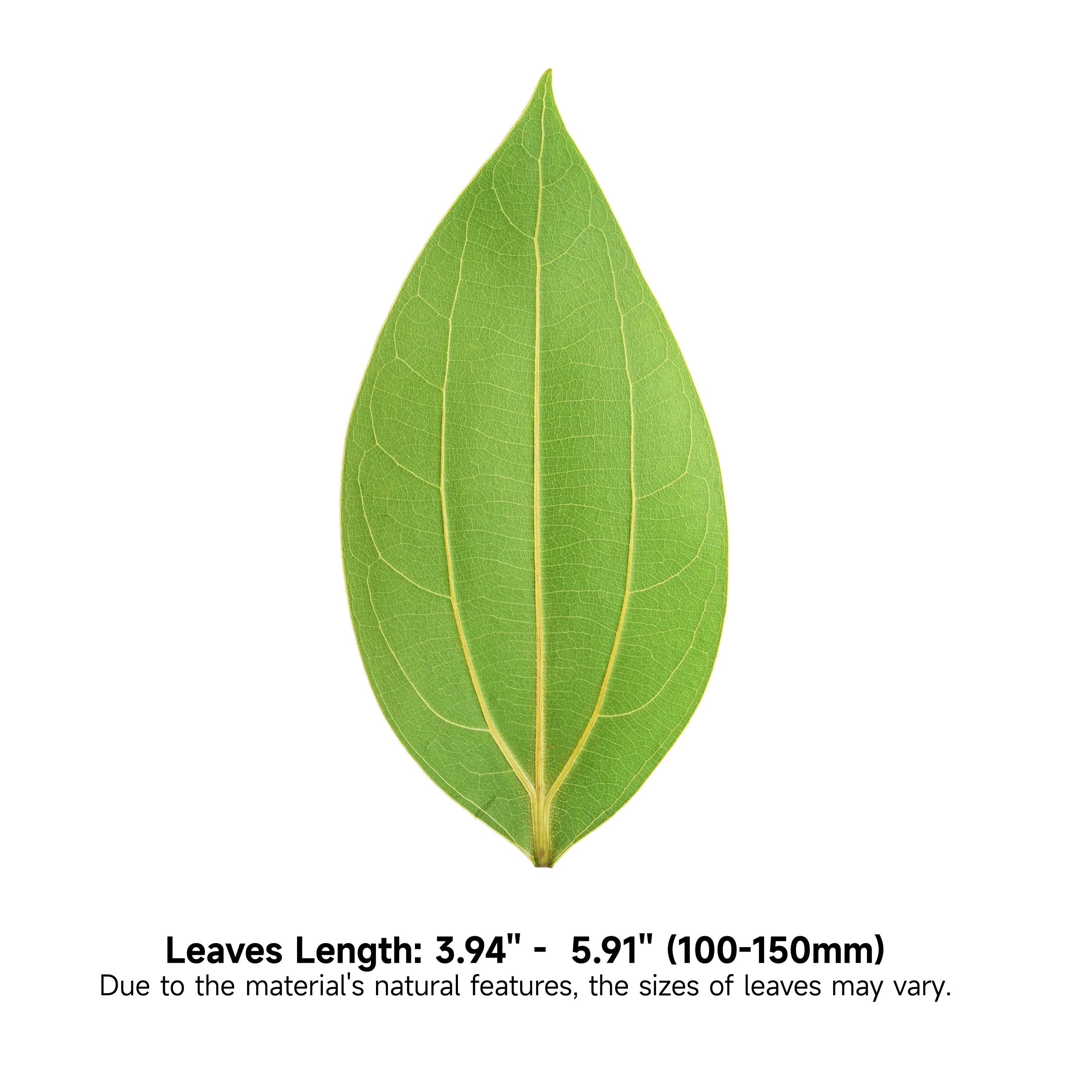 Ortur Cinnamon Leaf for Laser Engraving (25pcs) - Image 3